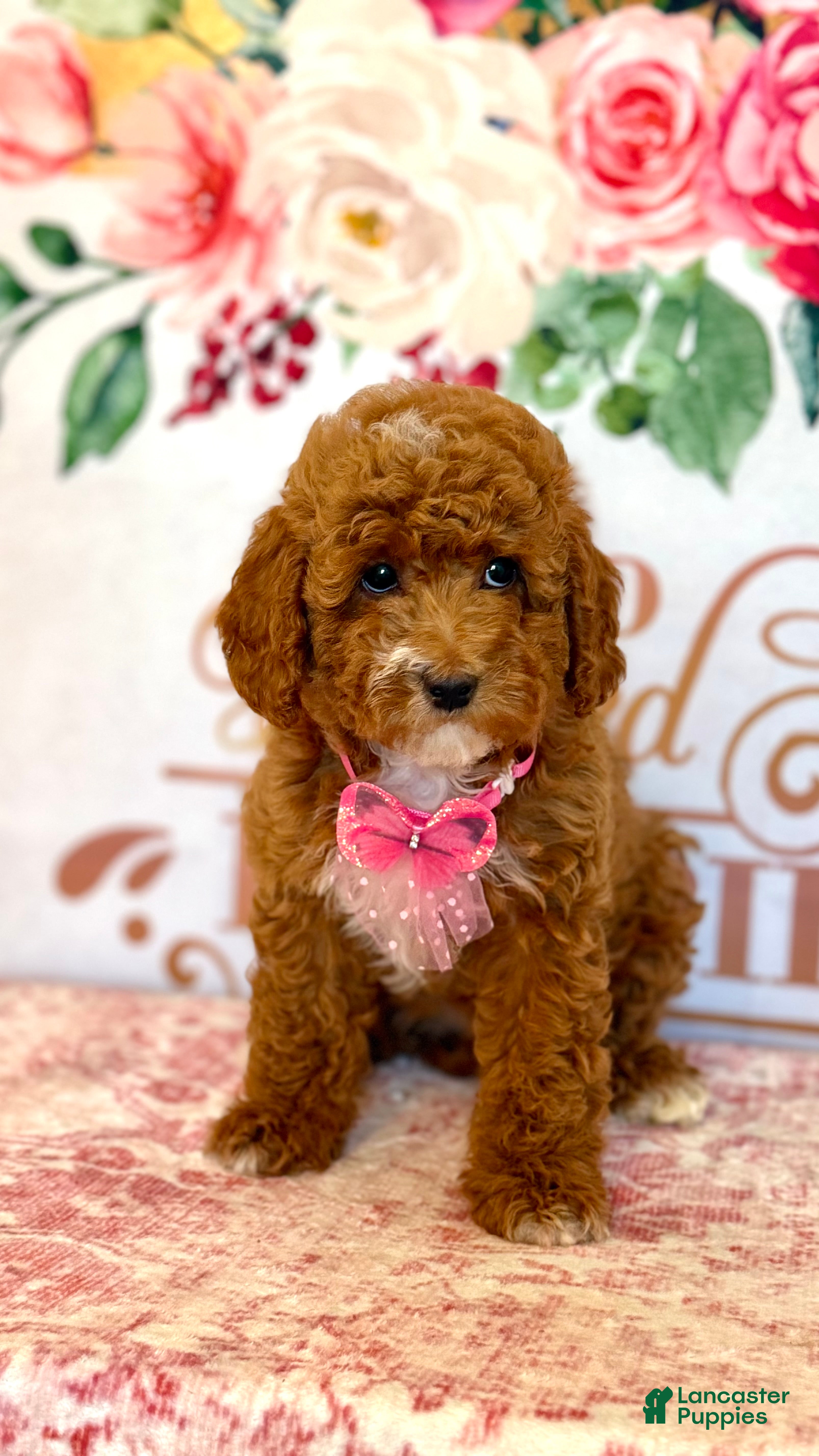 Cockapoo dogs 🍁 Maple (Red w/ White Markings Hypoallergenic) 🐻 - Ad 1