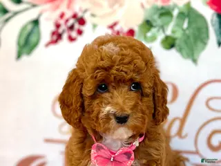 Cockapoo dogs 🍁 Maple (Red w/ White Markings Hypoallergenic) 🐻 - Ad 1