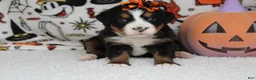 Bernese Mountain Dog dogs for sale: Lacy  - Ad 3