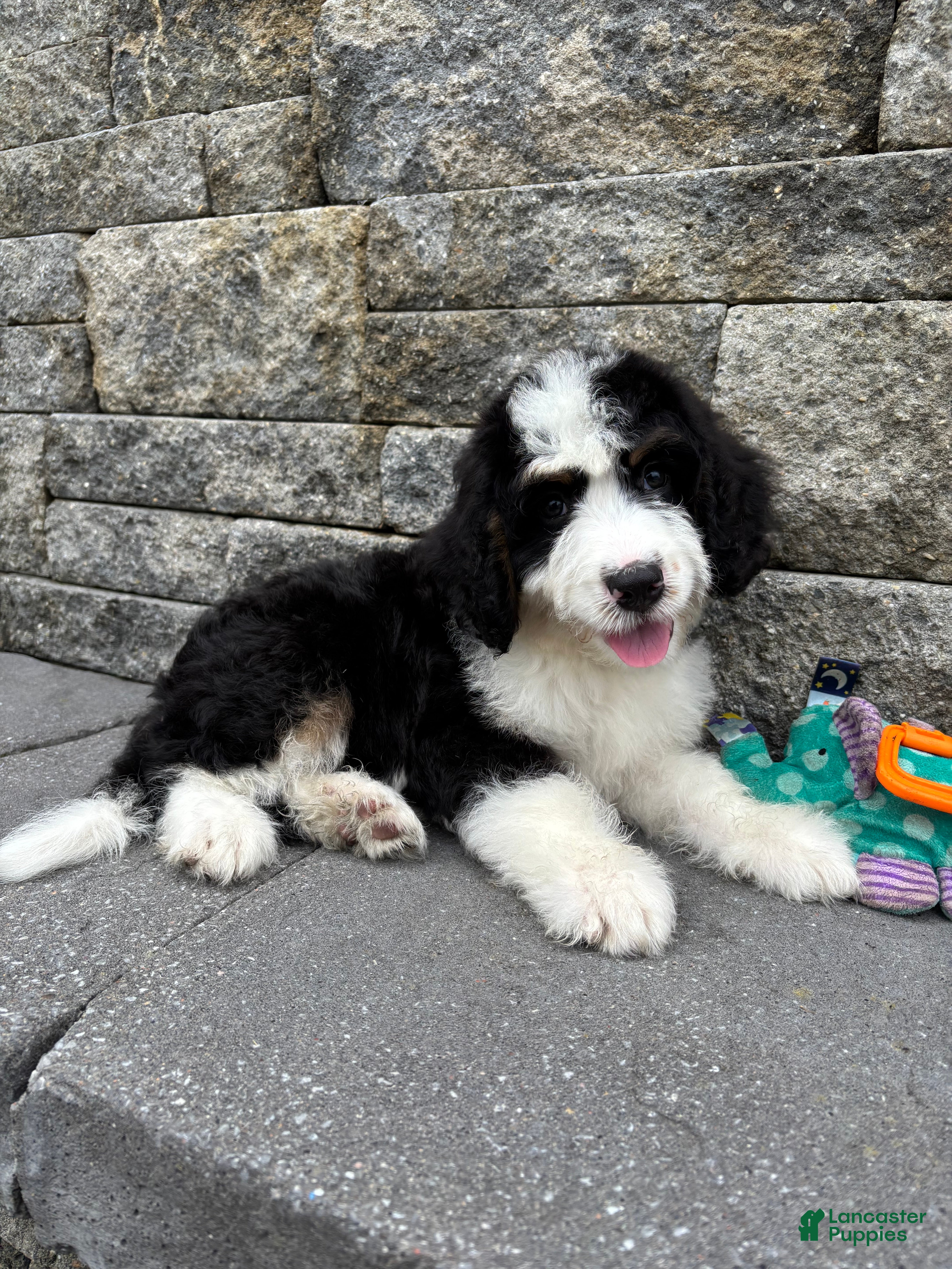 Bernedoodle dogs Sara  - Ad 1