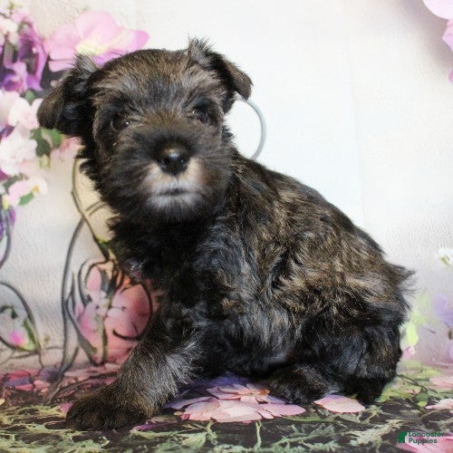 Miniature Schnauzer dogs Tuscany - Ad 2