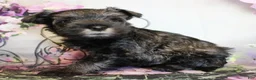 Miniature Schnauzer dogs for sale: Tuscany - Ad 2