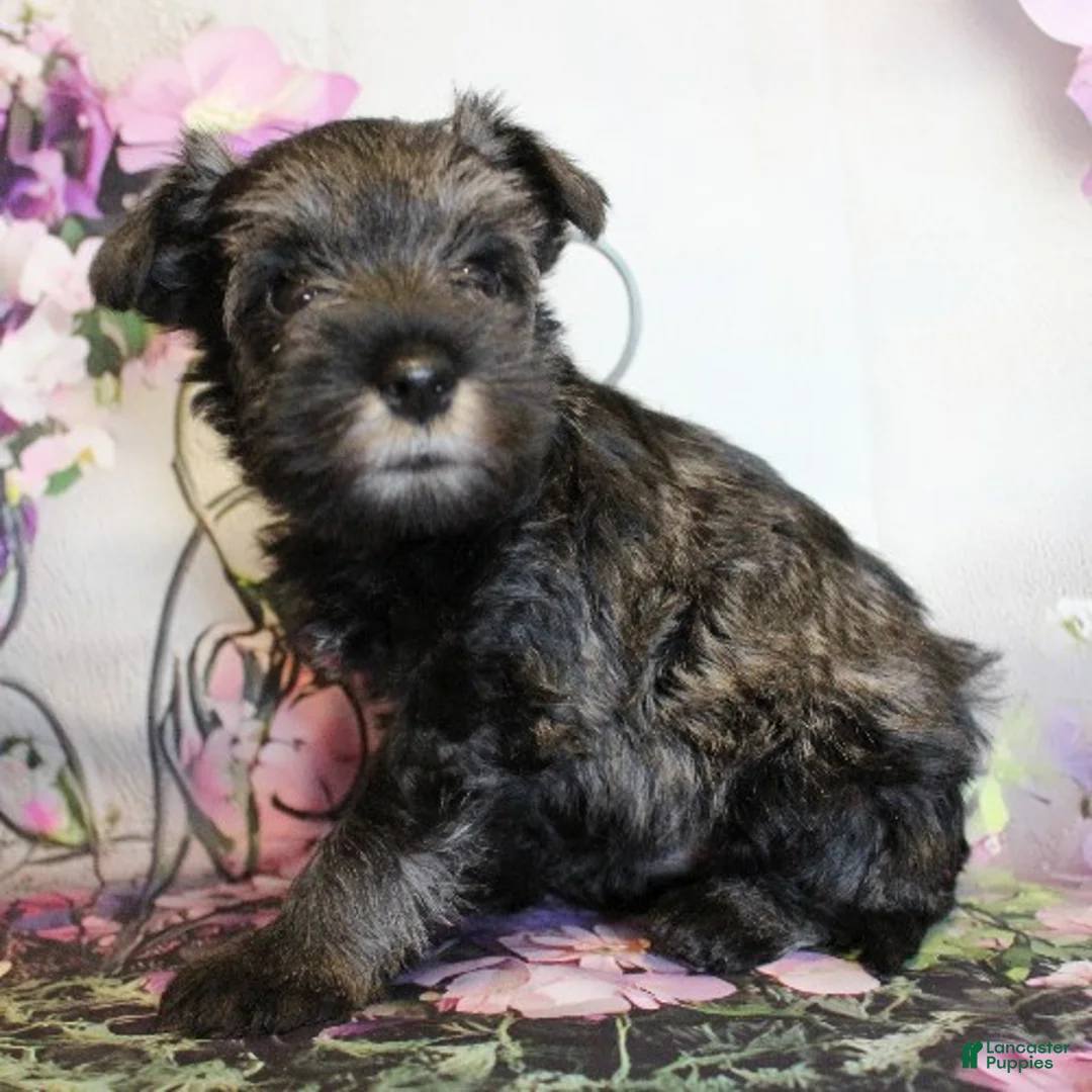 Miniature Schnauzer dogs for sale: Tuscany - Ad 2