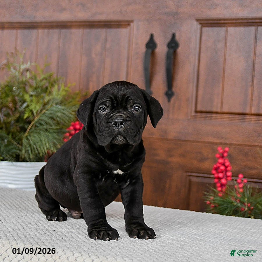 Cane Corso dogs Tucker - Ad 3