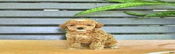 Miniature Poodle dogs for sale: Curtis - Ad 9