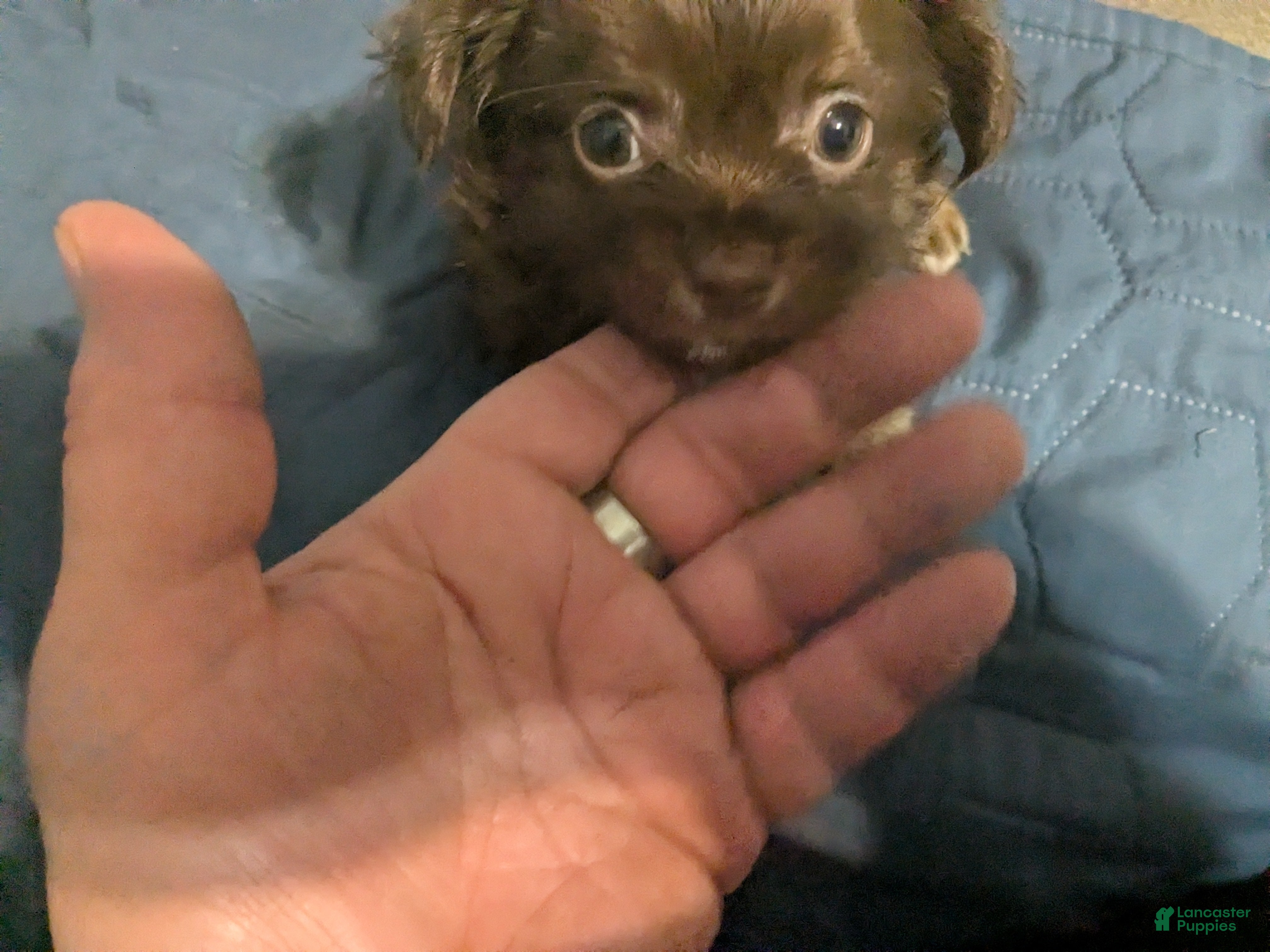 Chihuahua dogs for sale: Chihuahua Puppy 1 (coco- bear) - Ad 2