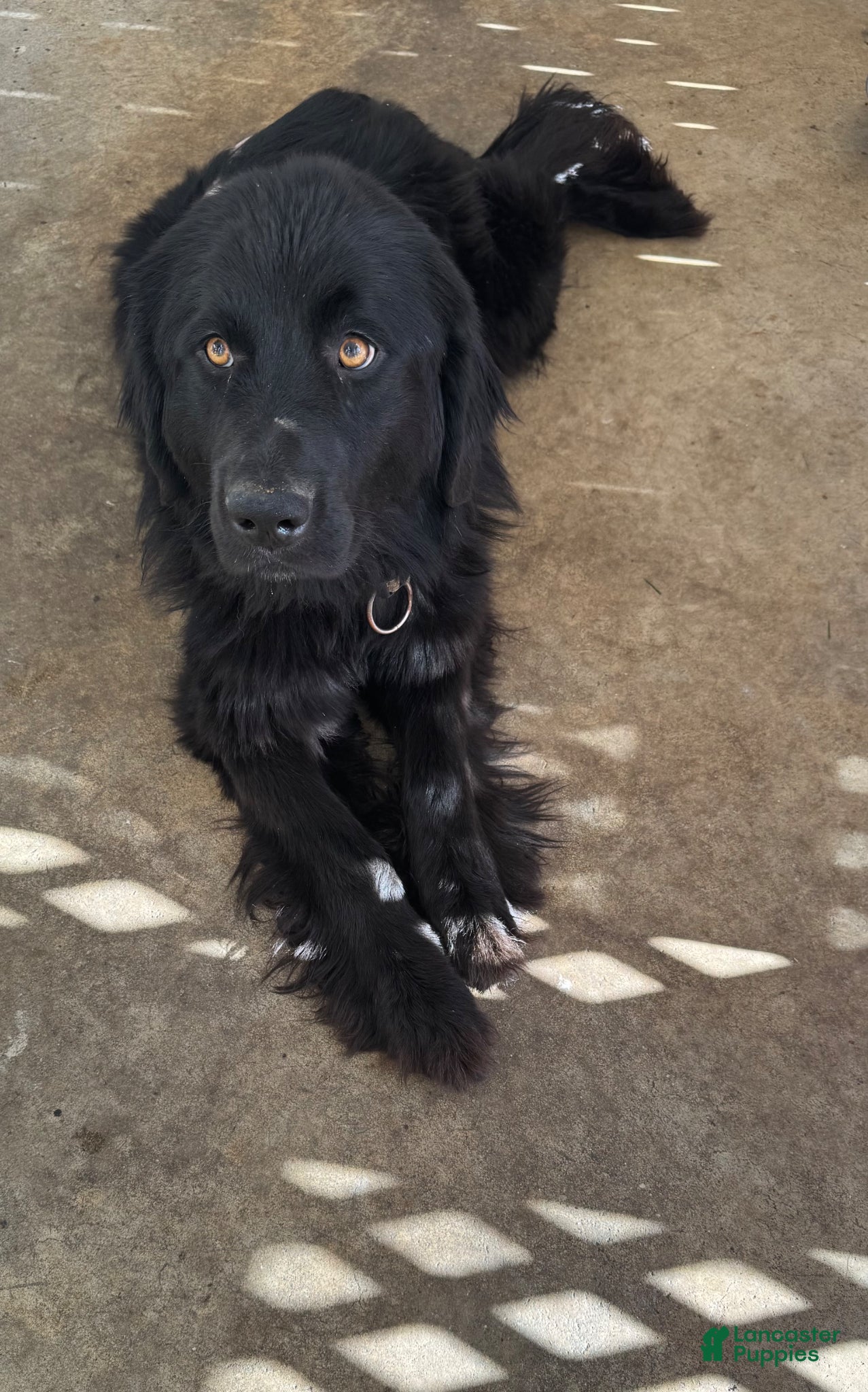 Newfoundland dogs for sale: Newfoundland Puppy 1 - Ad 3