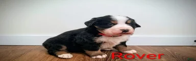 Bernese Mountain Dog Puppy 2