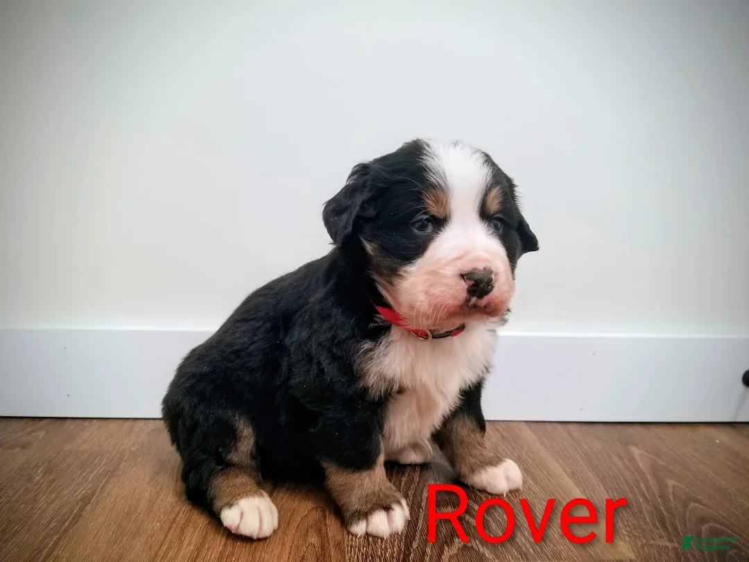 Bernese Mountain Dog dogs for sale: Bernese Mountain Dog Puppy 2 - Ad 1