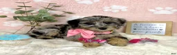Mini Bernedoodle dogs for sale: Bella - Ad 4