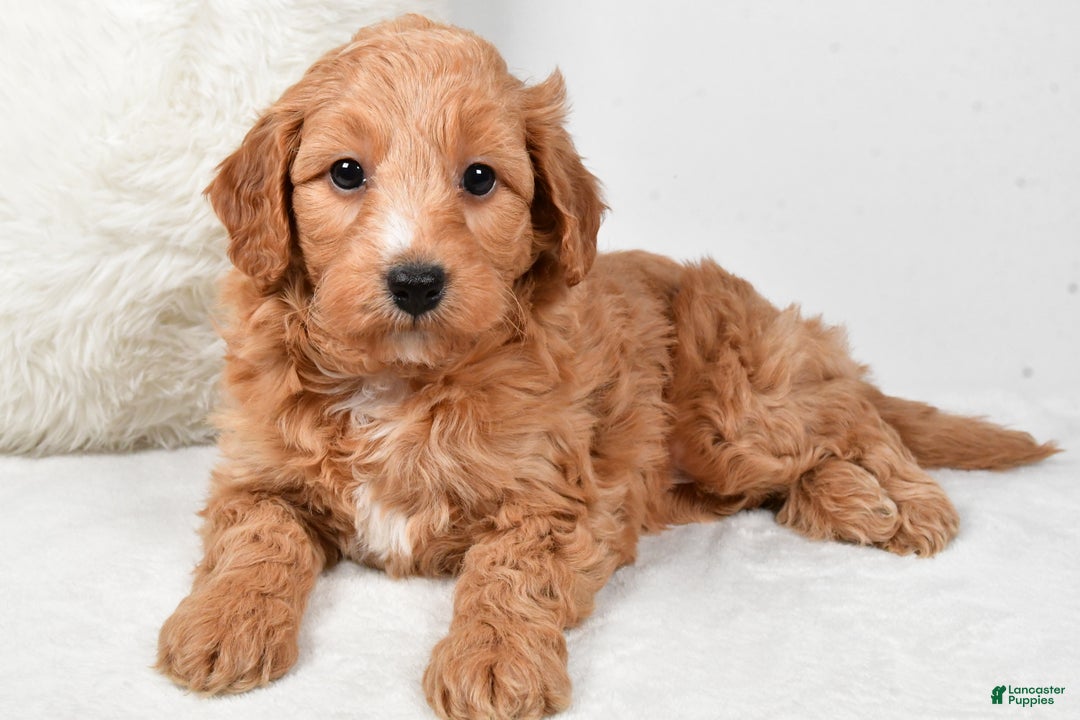 Mini Goldendoodle dogs for sale: Dusty - Ad 5