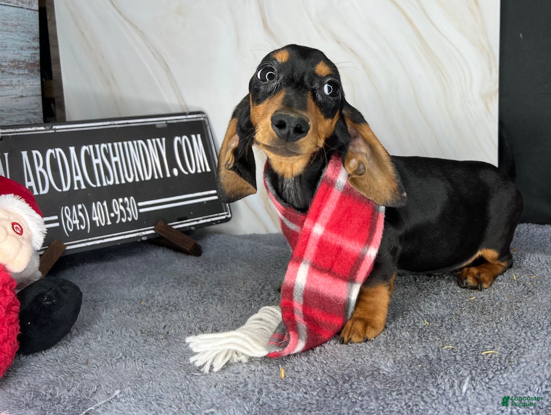 Miniature Dachshund dogs for sale: Ch AKC sire - Ad 8