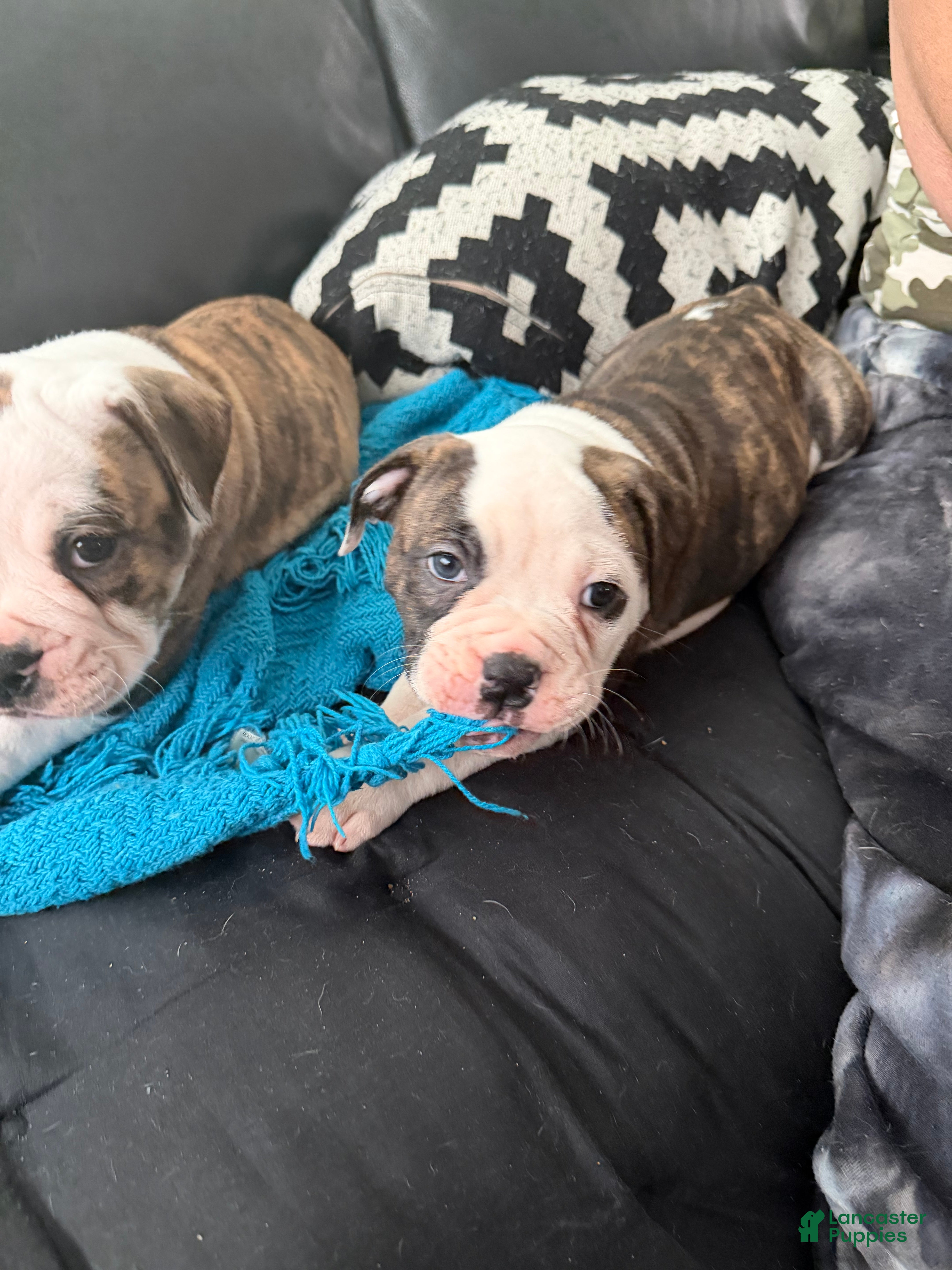 Mixed Breed dogs Mixed Breed 1 - Ad 2
