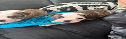 Mixed Breed dogs for sale: Mixed Breed 1 - Ad 2