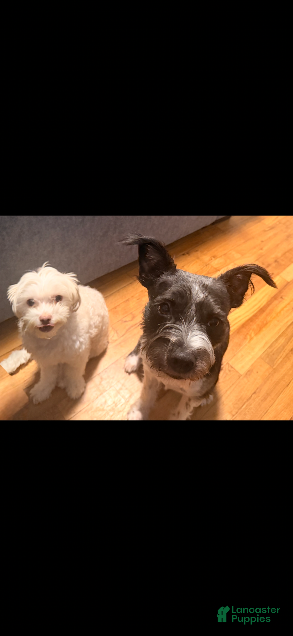 Mixed Breed dogs for sale: Oliver - Ad 8