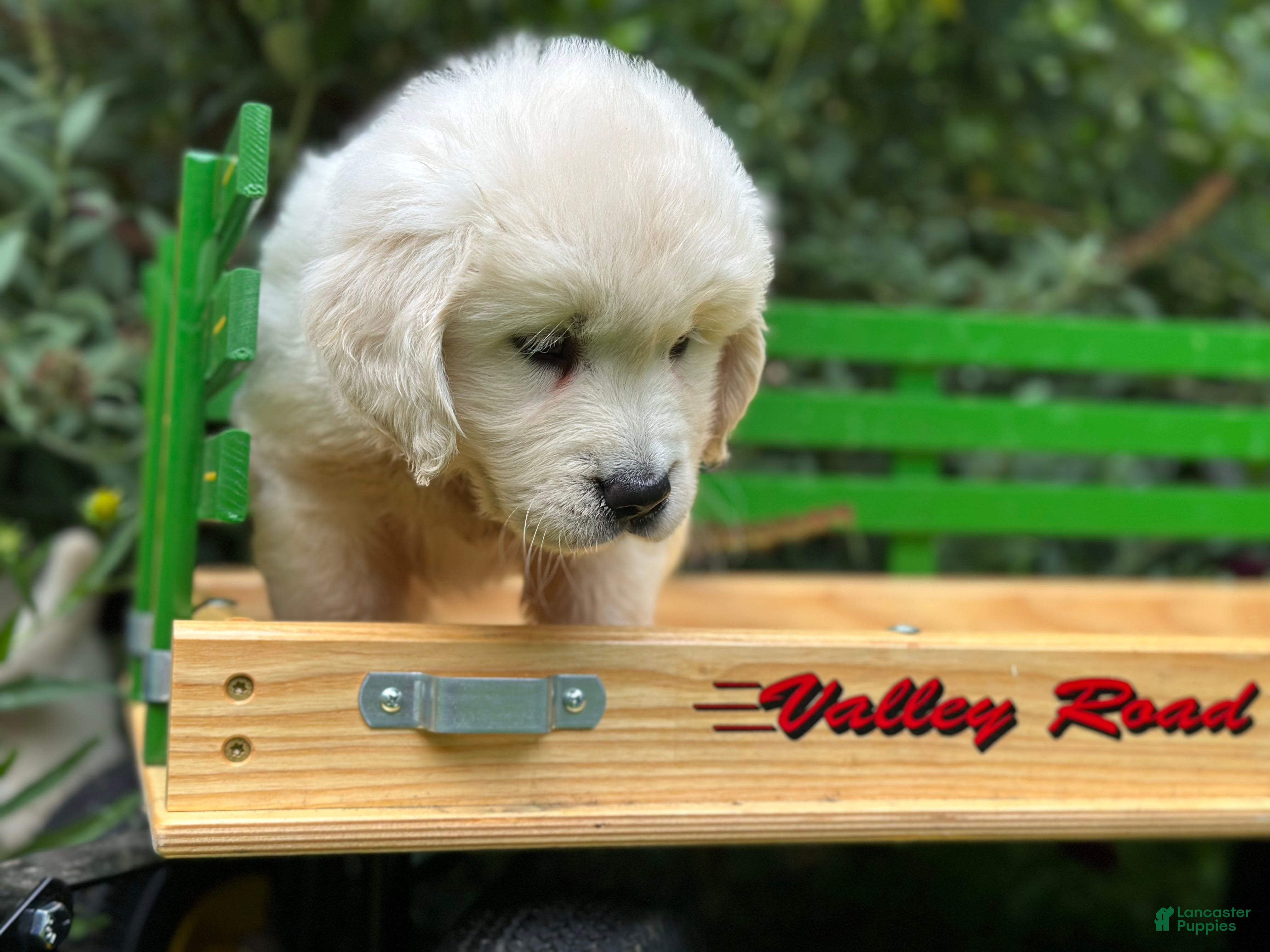 Golden Retriever dogs Golden Retriever 3 - Ad 2