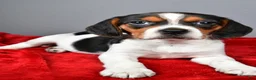 Beagle dogs for sale: Peggy - Ad 2