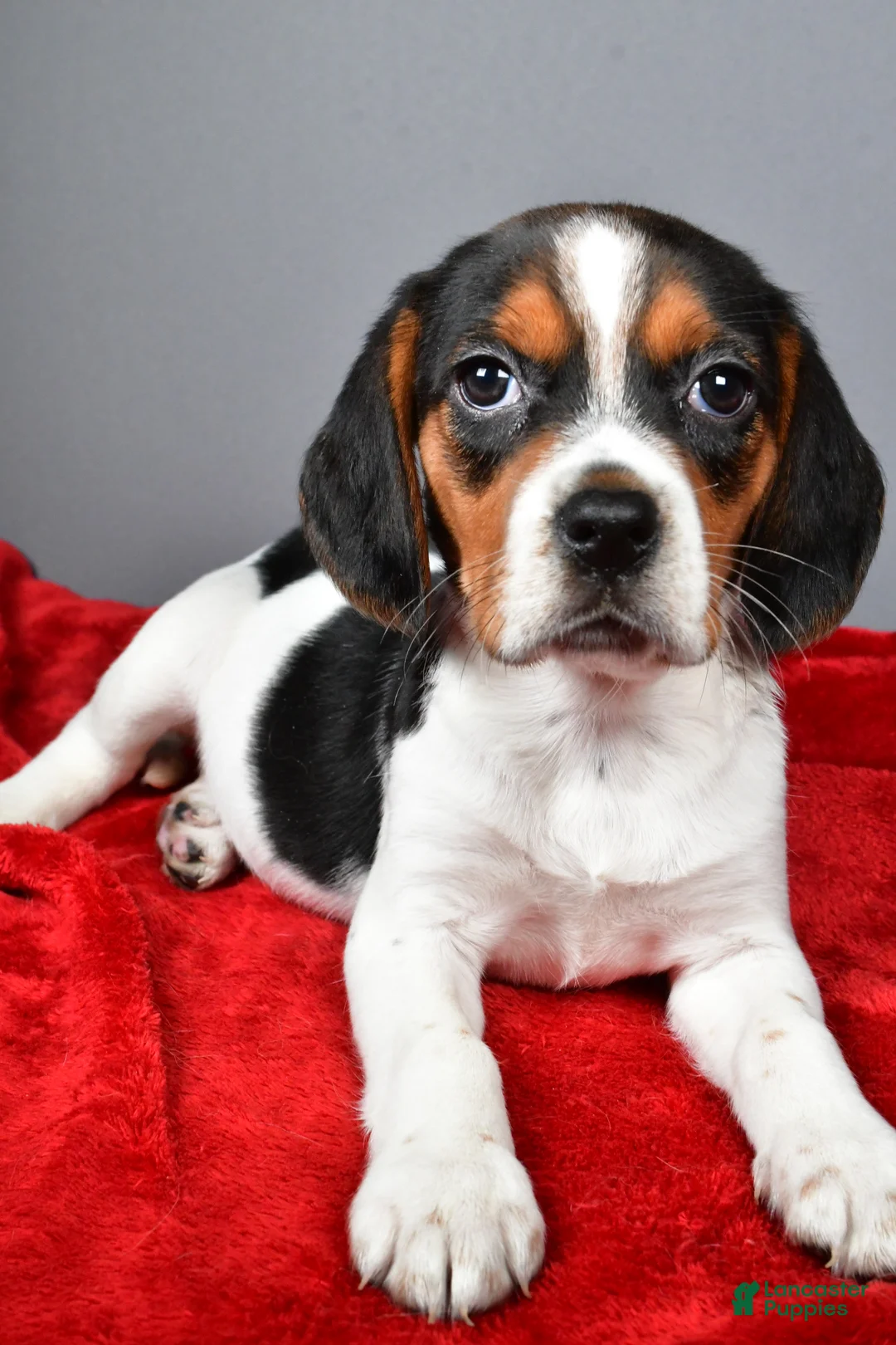 Beagle dogs for sale: Peggy - Ad 2