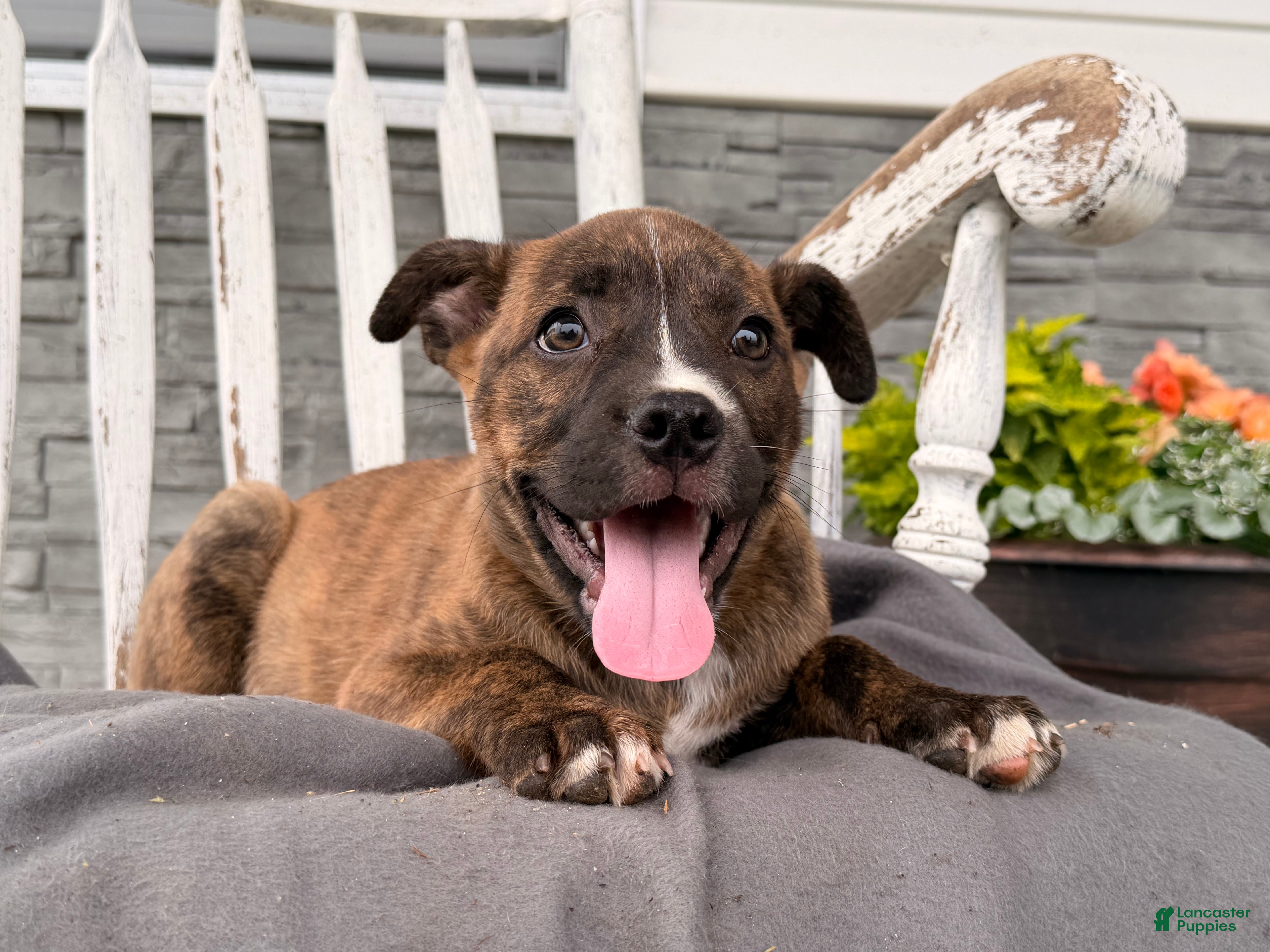 Mixed Breed dogs Pepper - Ad 1
