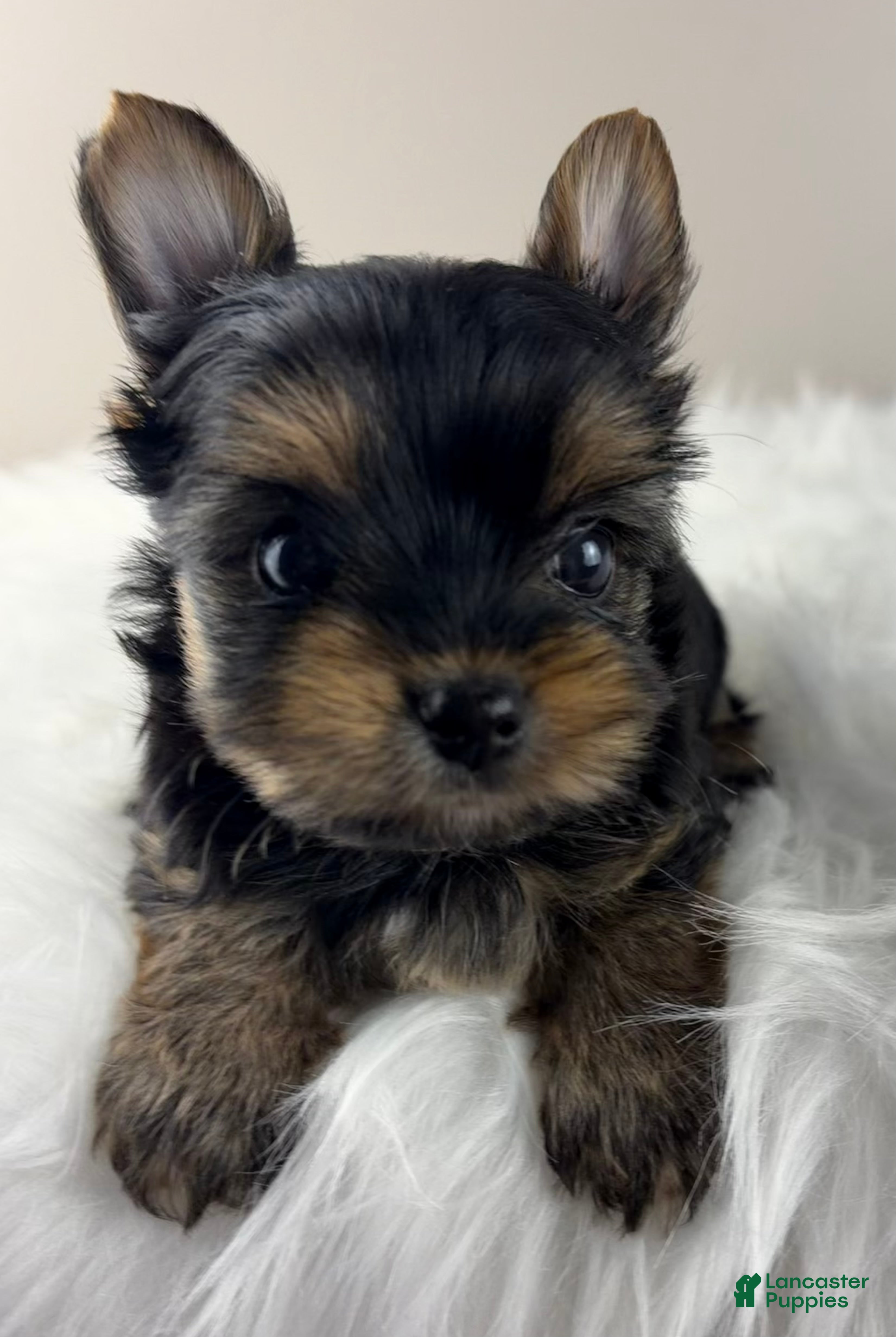 Yorkshire Terrier dogs Mikey - Ad 2