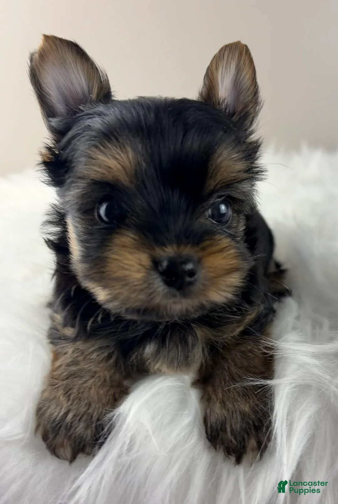 Yorkshire Terrier dogs for sale: Mikey - Ad 2
