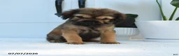 Mini Hippo dogs for sale: Willow - Ad 3