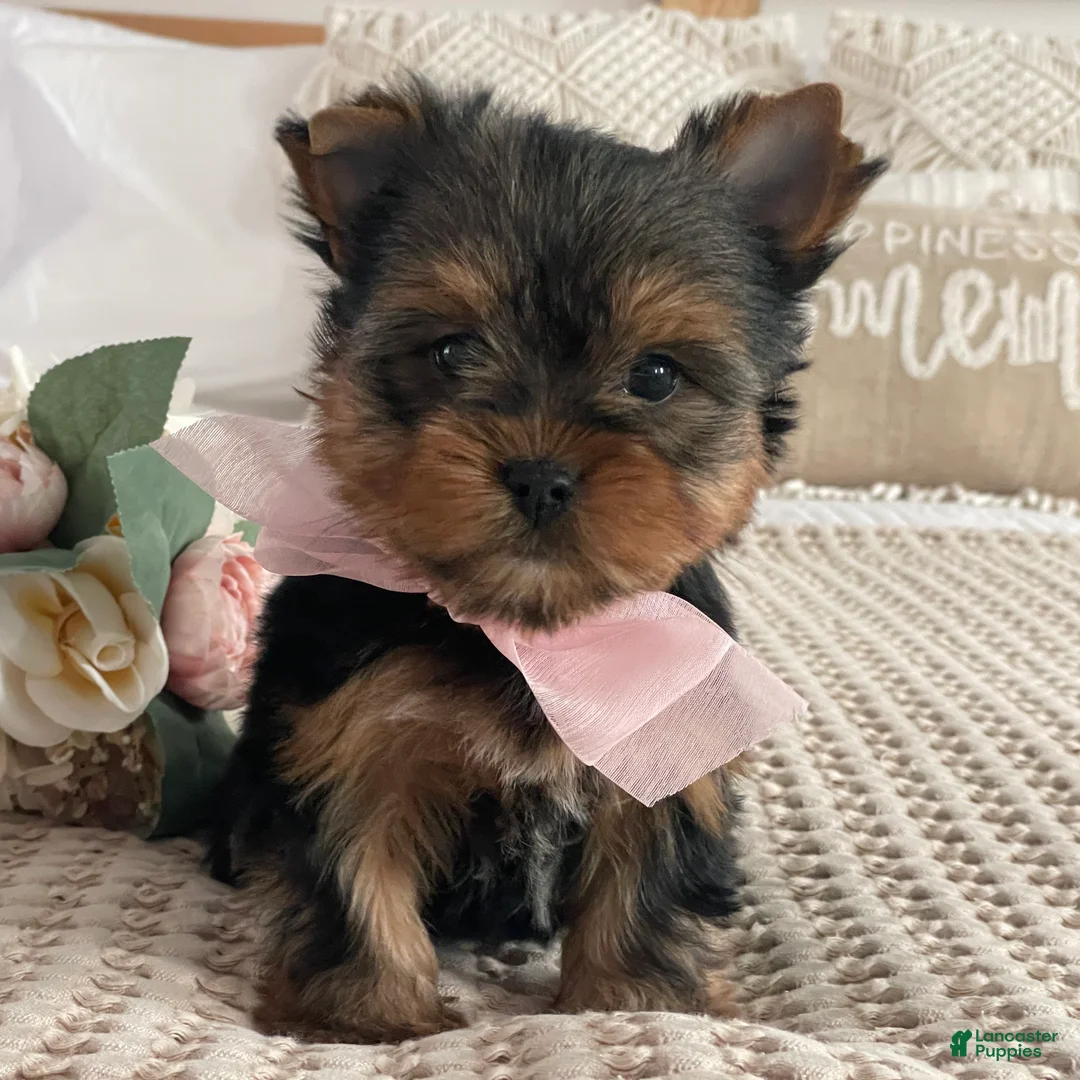 Yorkshire Terrier dogs for sale: Nita - Ad 9