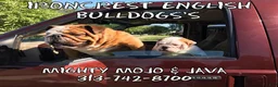 English Bulldog dogs for sale: English Bulldog Puppy 2 - Ad 20