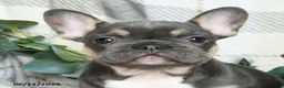 French Bulldog dogs for sale: Gary - Ad 4