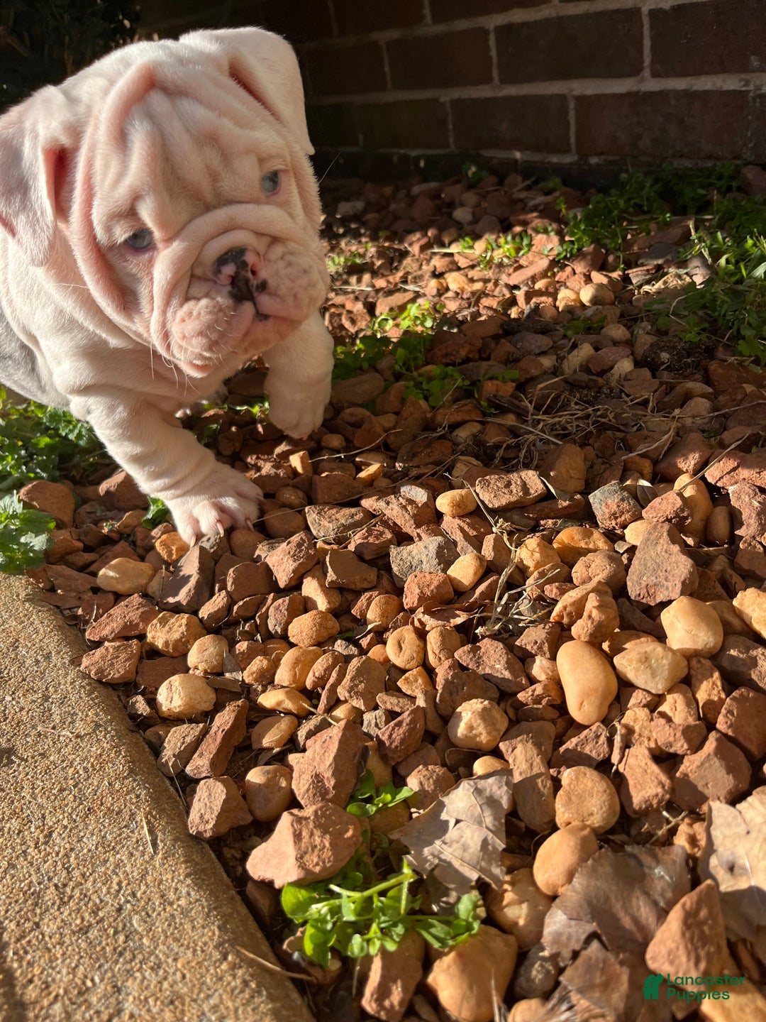 English Bulldog dogs for sale: Blueberry  - Ad 2