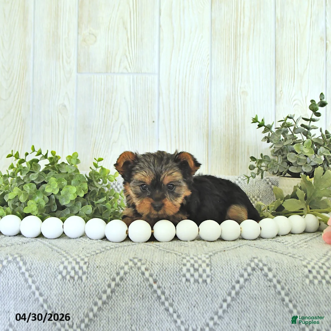 Yorkshire Terrier dogs for sale: Misty - Ad 2