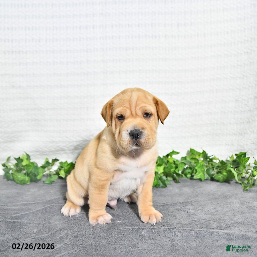 Mini Hippo dogs Carlos - Ad 2