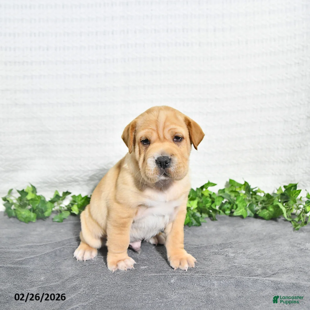 Mini Hippo dogs for sale: Carlos - Ad 2