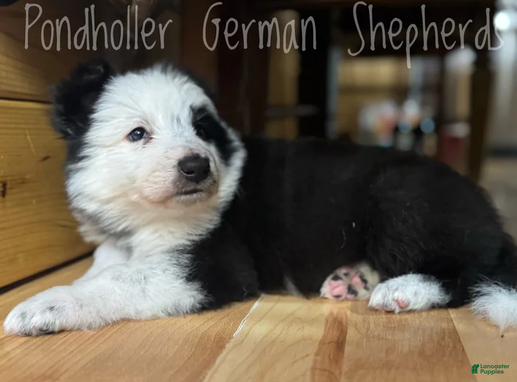German Shepherd dogs Panda - Black/White - Ad 2