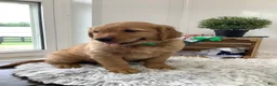 Golden Retriever dogs for sale: Golden Retriever- Sarge - Ad 2
