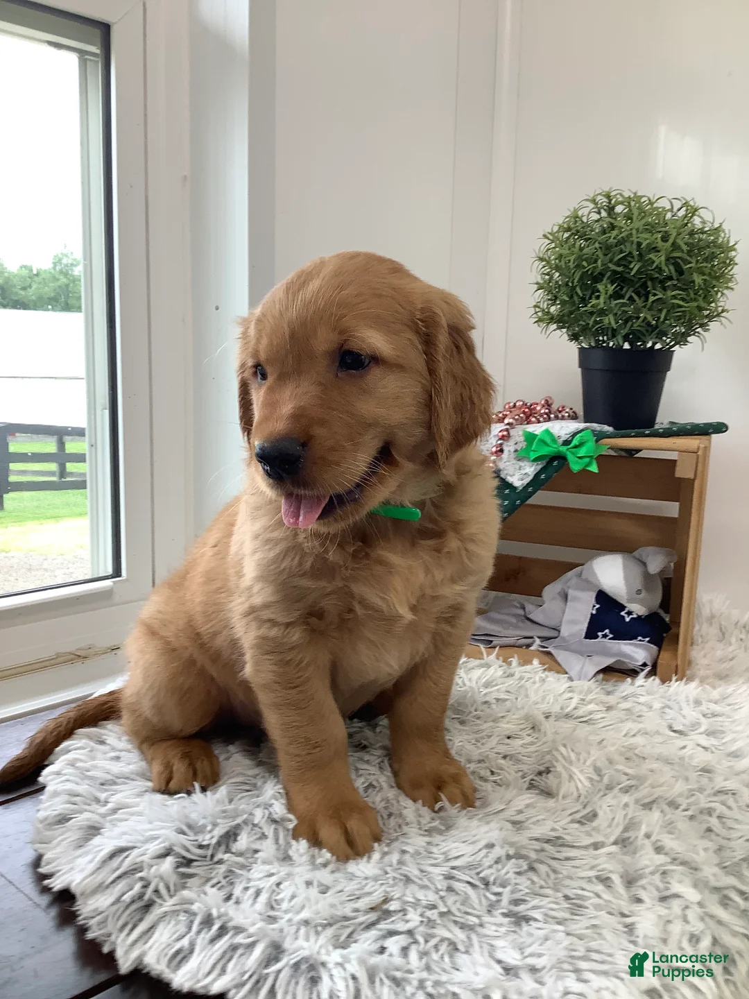 Golden Retriever dogs for sale: Golden Retriever- Sarge - Ad 2