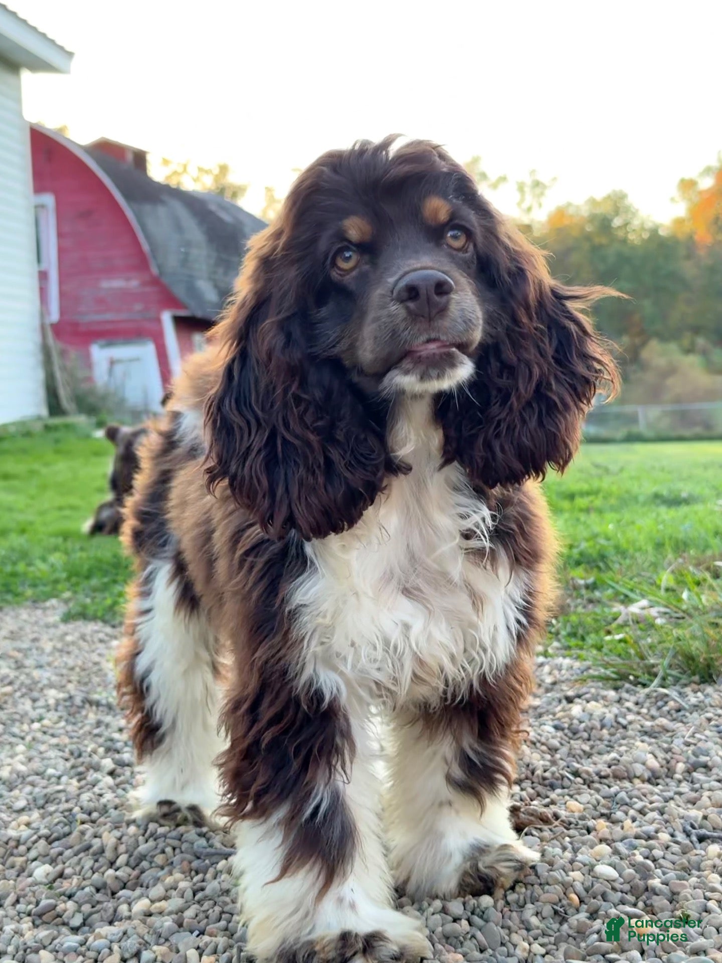 Cocker Spaniel dogs Cocker Spaniel 2 - Ad 2
