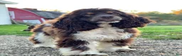 Cocker Spaniel dogs for sale: Cocker Spaniel 2 - Ad 2