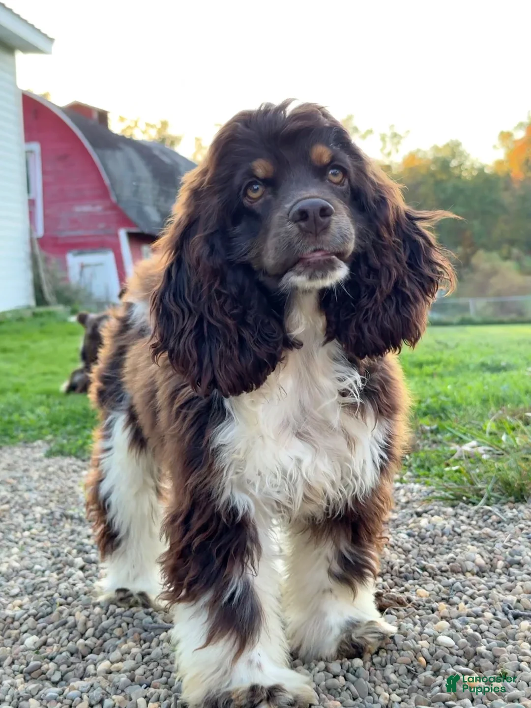 Cocker Spaniel dogs for sale: Cocker Spaniel 2 - Ad 2