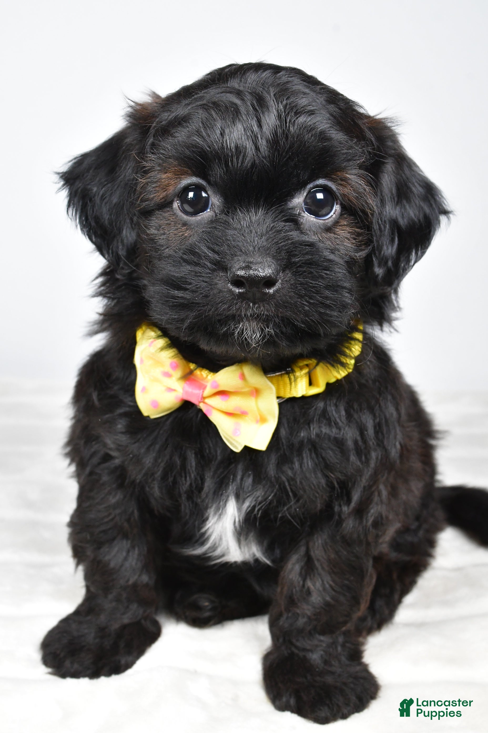 Shihpoo dogs Ike  - Ad 28