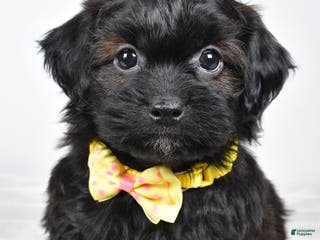 Shihpoo dogs Ike - Ad 28