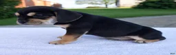 Beabull dogs for sale: Kipp - Ad 4