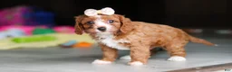 Cavapoo dogs for sale: Dolly - Ad 10
