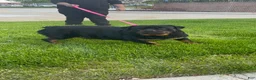 Rottweiler dogs for sale: Rottweiler Puppy 3 - Ad 15