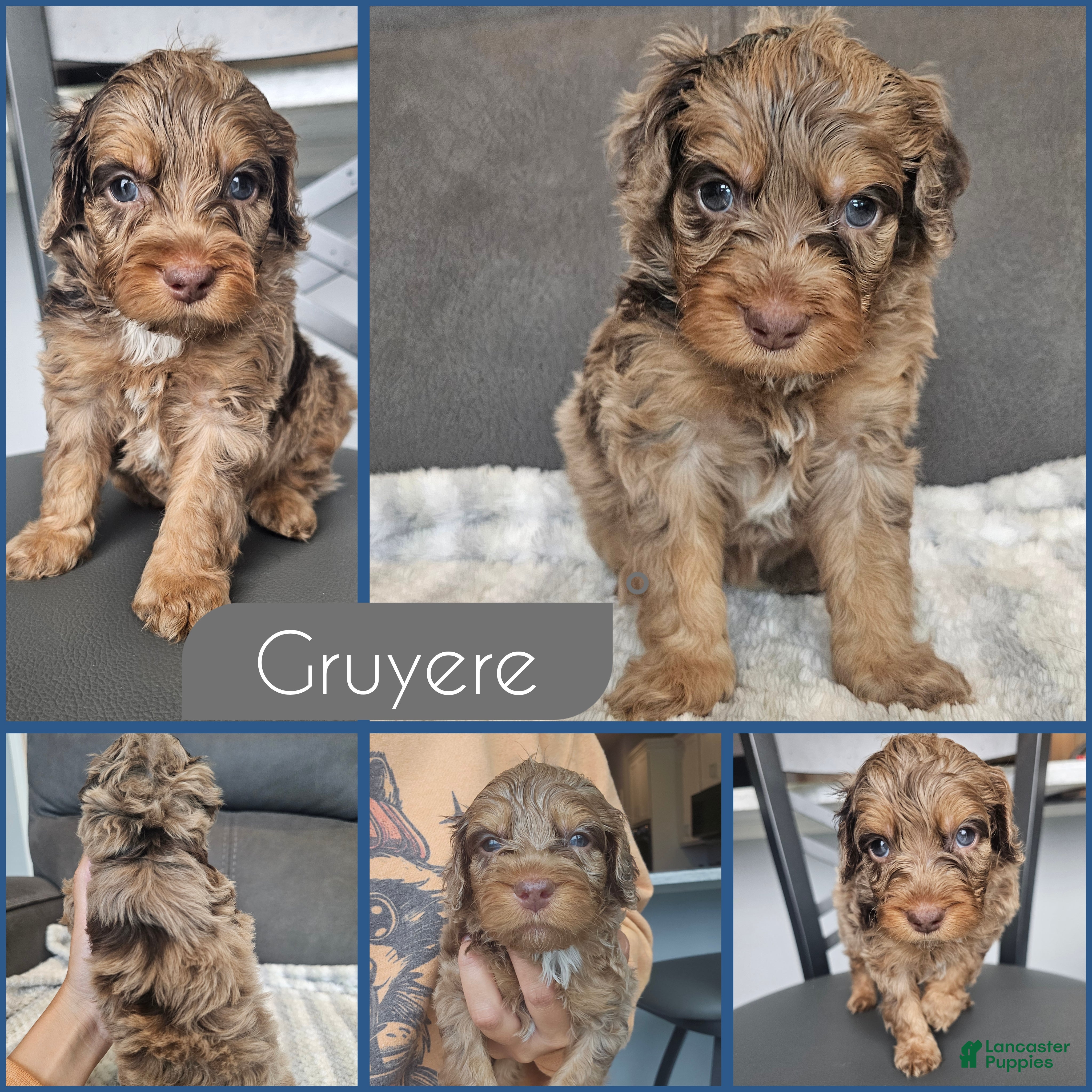 Cockapoo dogs Gruyere - Ad 1