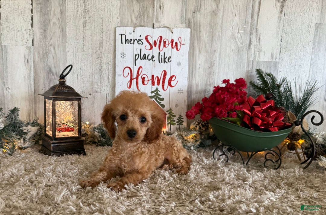 Toy Poodle dogs for sale: Quaker - Ad 1