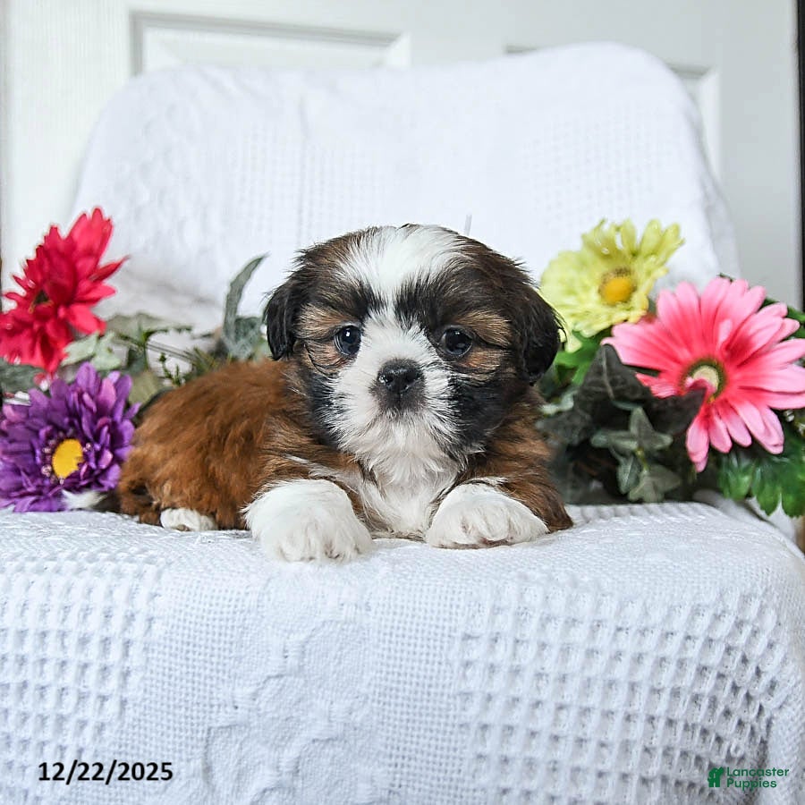 Shih Tzu dogs Flower - Ad 32