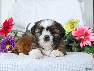 Shih Tzu dogs Flower - Ad 40