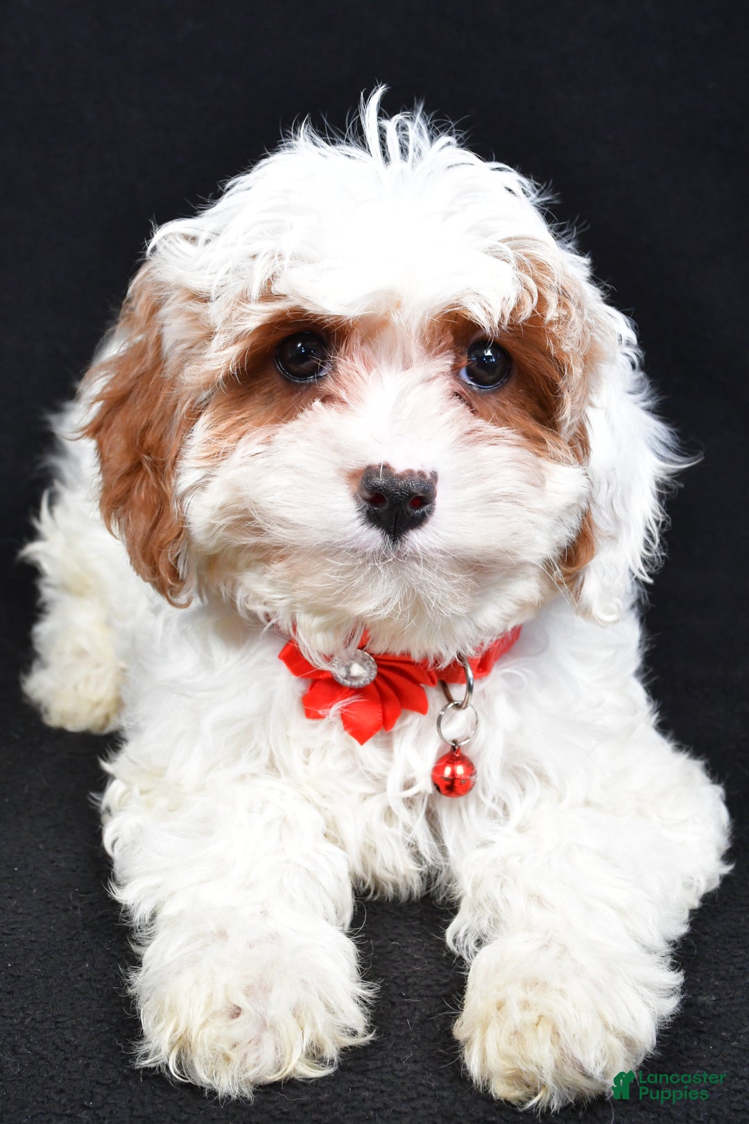 Cavapoo dogs for sale: Sienna - Ad 5