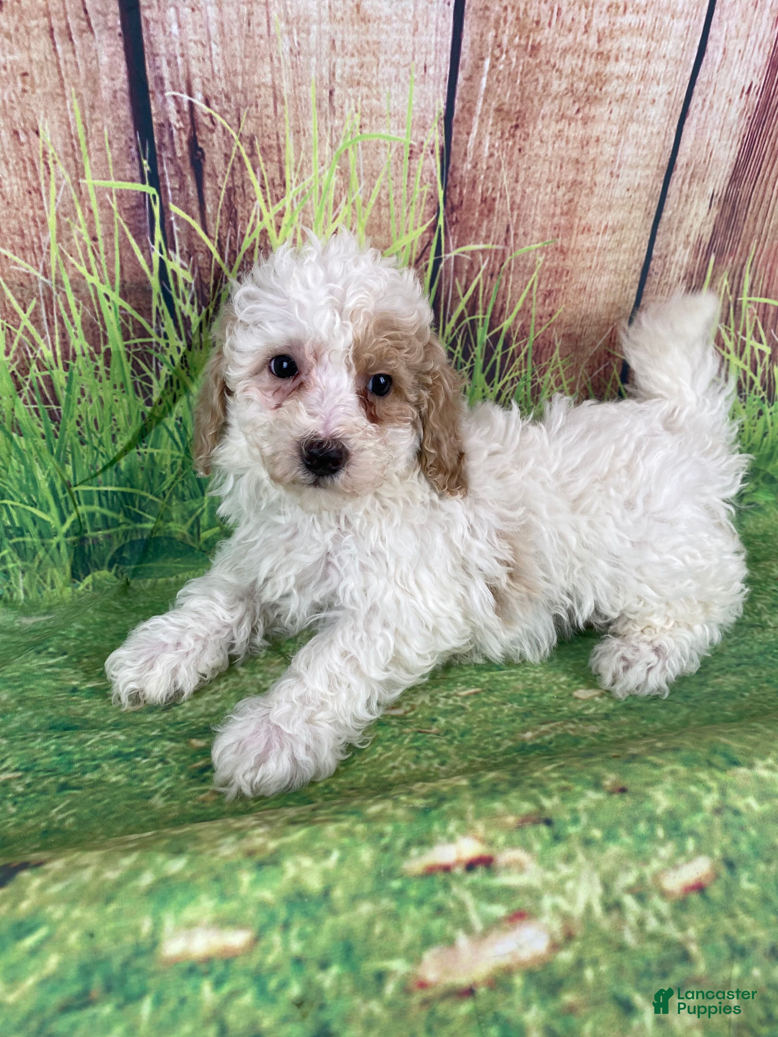 Miniature Poodle dogs Biscuit - Ad 31